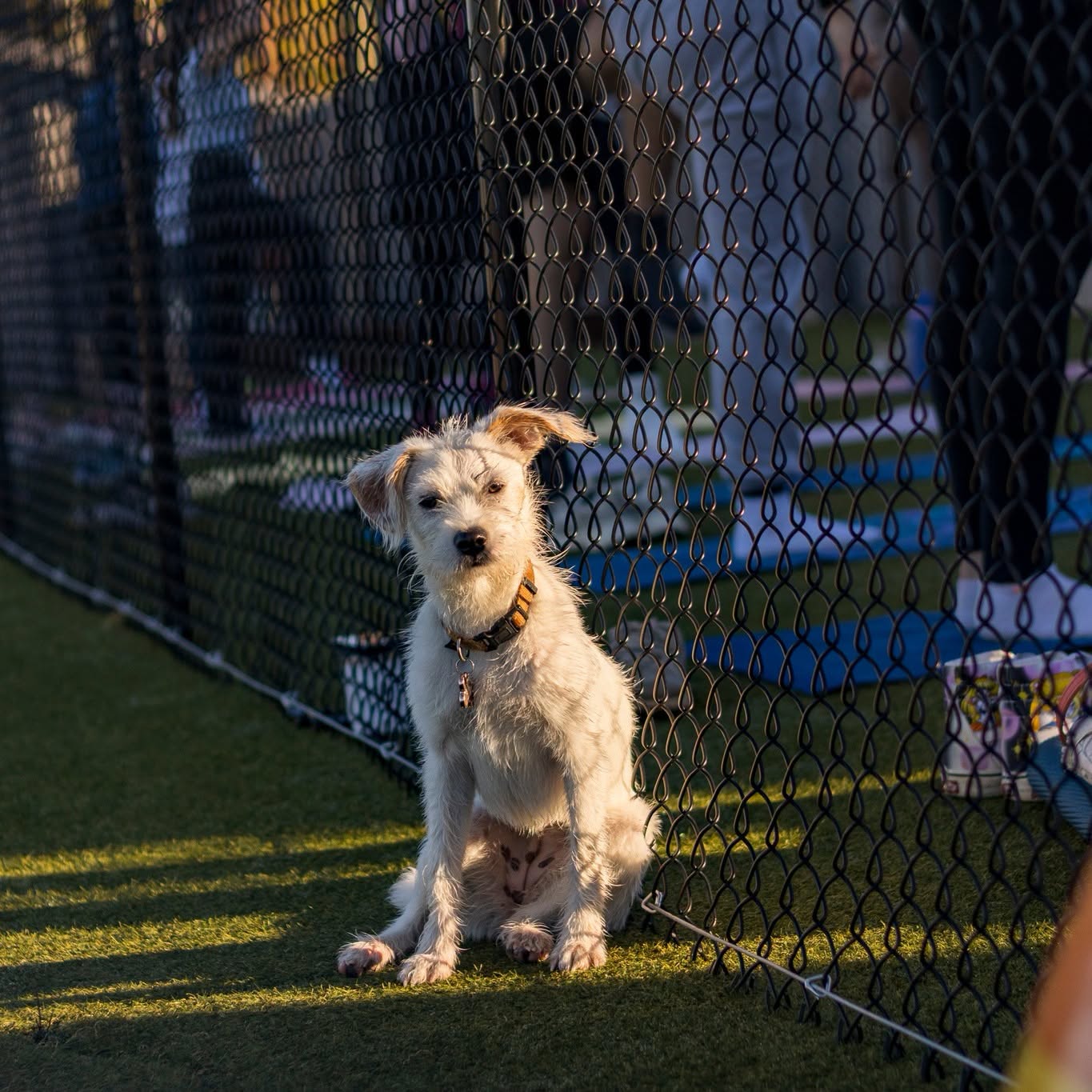 A small dog enjoying an afternoon at The Yard in Columbus